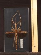 Ausztrál óriás botsáska – Acrophylla wuelfingi